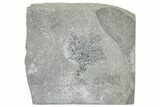 Silurian Bryozoan Fossil Plate - New York #270004-1